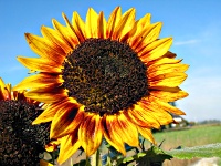 eine Sonnenblume